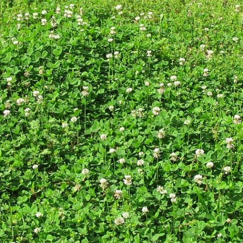 Aküçgül (Trifolium Repens)